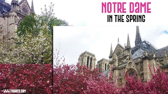 Paris in the Spring Notre Dame flowers